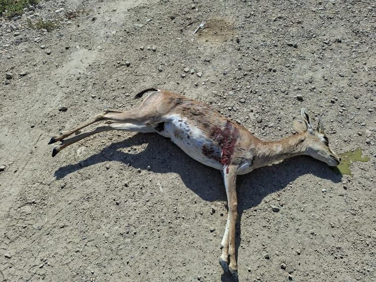 הצבייה לא שרדה