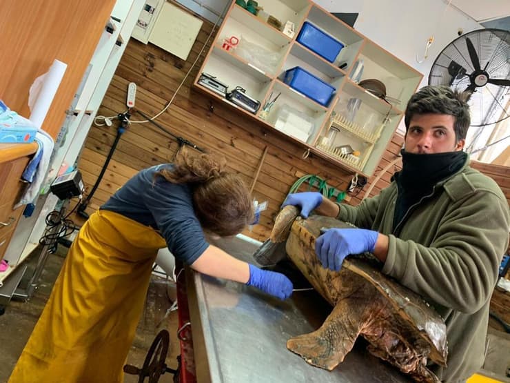 המחקר על צבי הים (צילום: ד"ר דלית מרום) המחקר על צבי הים