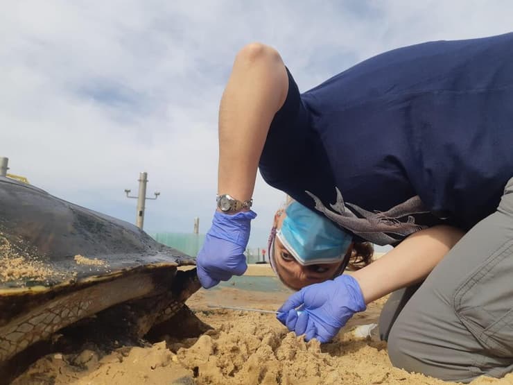 מחקר מקיף על צבי הים בישראל (צילום: ד"ר יניב לוי, רשות הטבע והגנים) מחקר מקיף על צבי הים בישראל