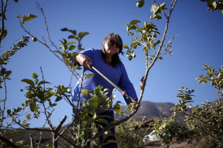 החקלאית הצ'יליאנית מריה סלזאר עובדת במטע שלה