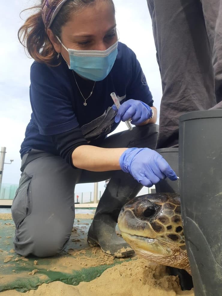 דוגמים צב ים (צילום: ד"ר יניב לוי, רשות הטבע והגנים) דוגמים צב ים