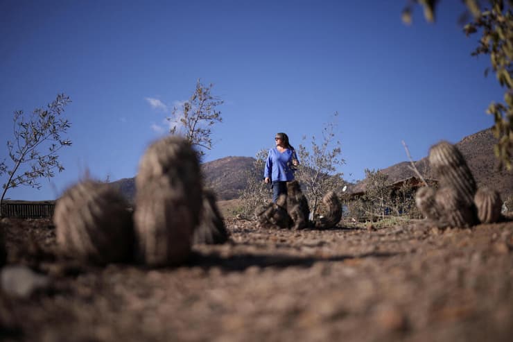 החקלאית הצ'יליאנית מריה סלזאר במטע שלה