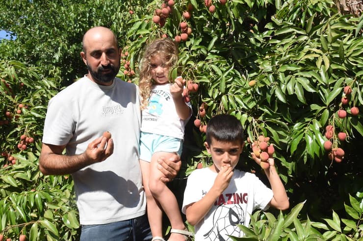 קטיף ליצ'י בגליל