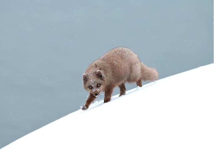 החיים בקצה הצוק – איזון עדין בין סקרנות לסכנה