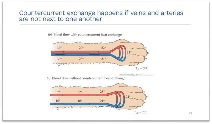 מבנה כלי הדם הייחודי והשליטה בזרימת הדם לגפיים, מונע אובדן חום בכפות הרגליים