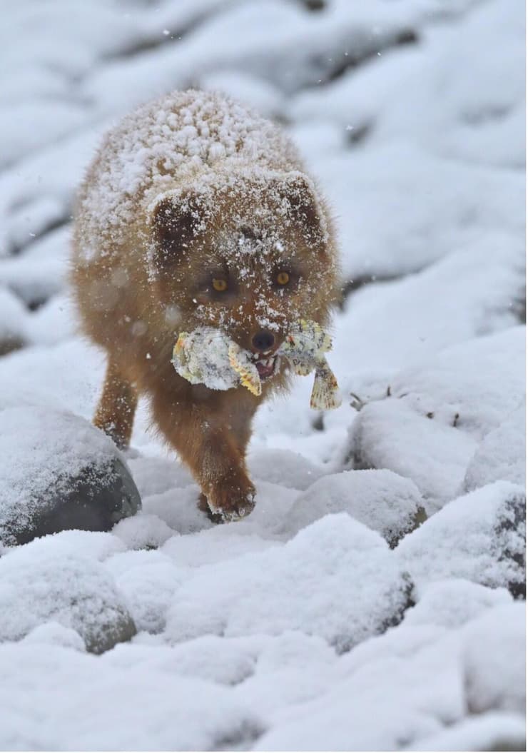 שלל בפה – תיעוד נדיר של רגע בו הצייד מצליח לאכול (דג זהרון ארסי) בעולם קפוא
