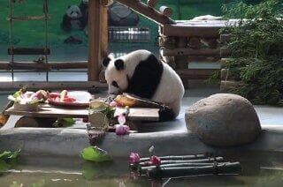 מזל טוב לפנדה (צילום: רויטרס) מזל טוב לפנדה