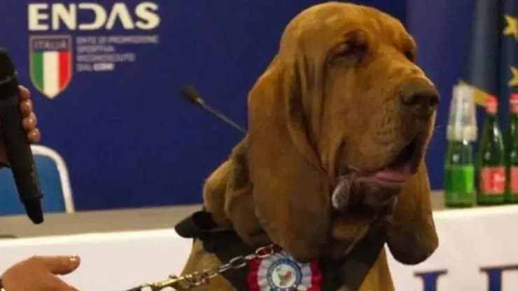 הכלב ברונו בן השבע (צילום: Arcangelo Caressa/Facebook) הכלב ברונו בן השבע