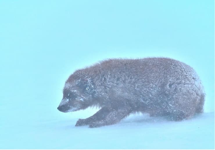 בין פתיתי הקרח והאור הכחלחל – צעדים שקולים בסערה