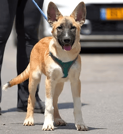 רוקי (צילום: צער בעלי חיים רמת גן והסביבה) רוקי