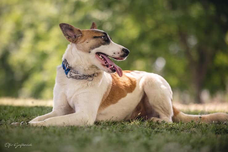 ג'ואי (צילום: אופיר גפקוביץ) ג'ואי