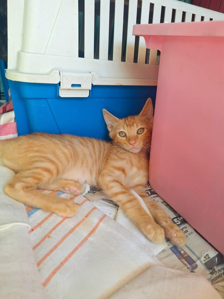 בל (צילום: עמותת כפר החתולים) בל