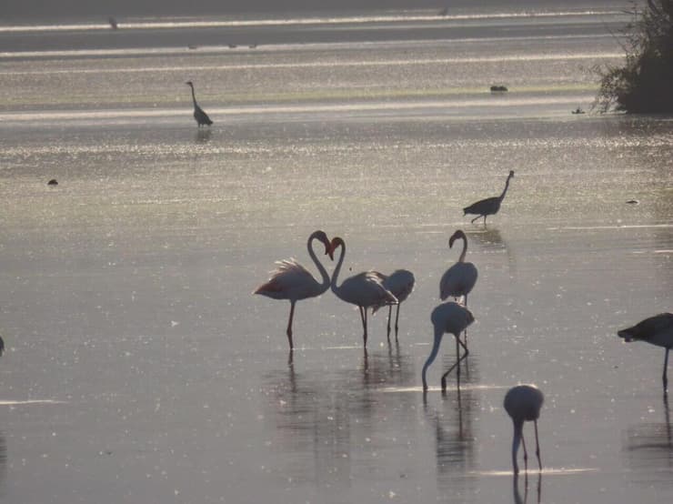 יש גם צורת לב. פלמינגו באגמון