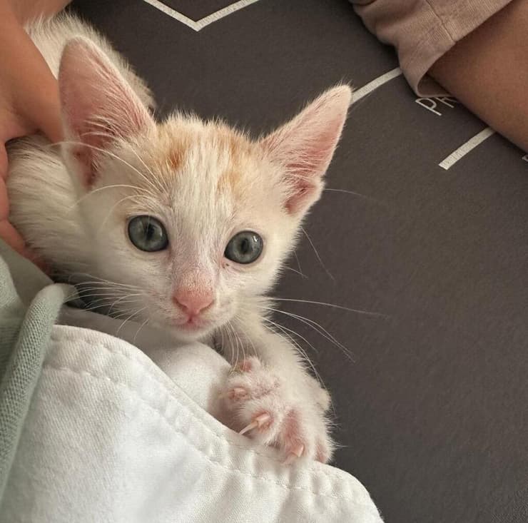 שלג (צילום: עמותת S.O.S חיות) שלג