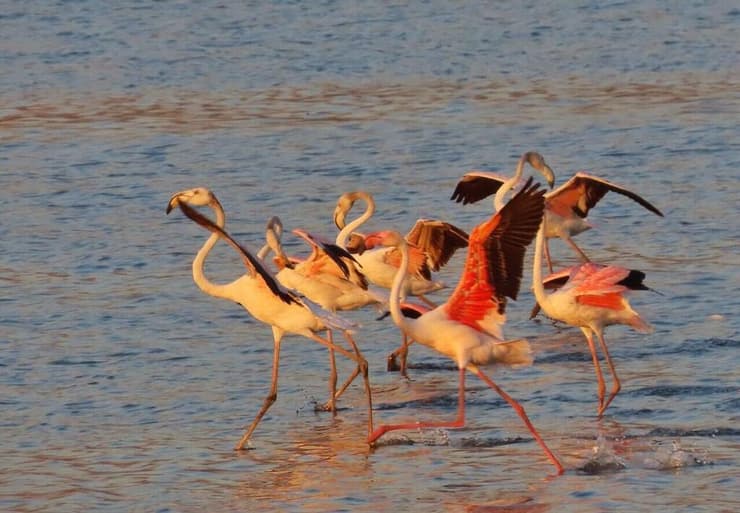 נשארים באגמון החולה גם ביולי