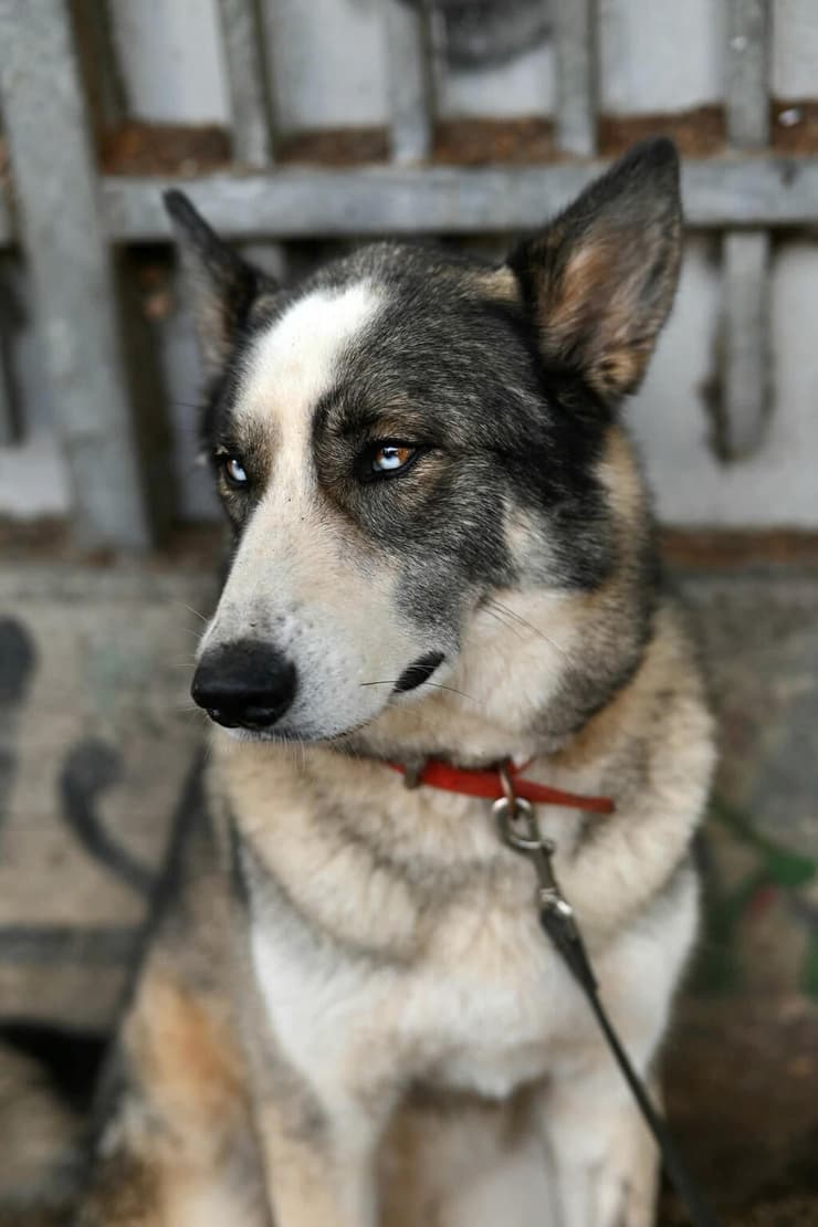 ג'וי (צילום: אורי פריישטדט) ג'וי