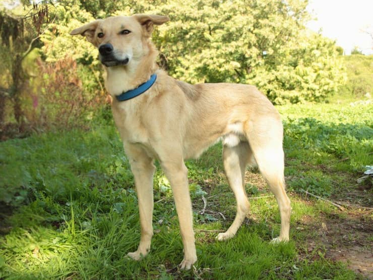 פנגו (צילום: עמותת כלבלאב) פנגו