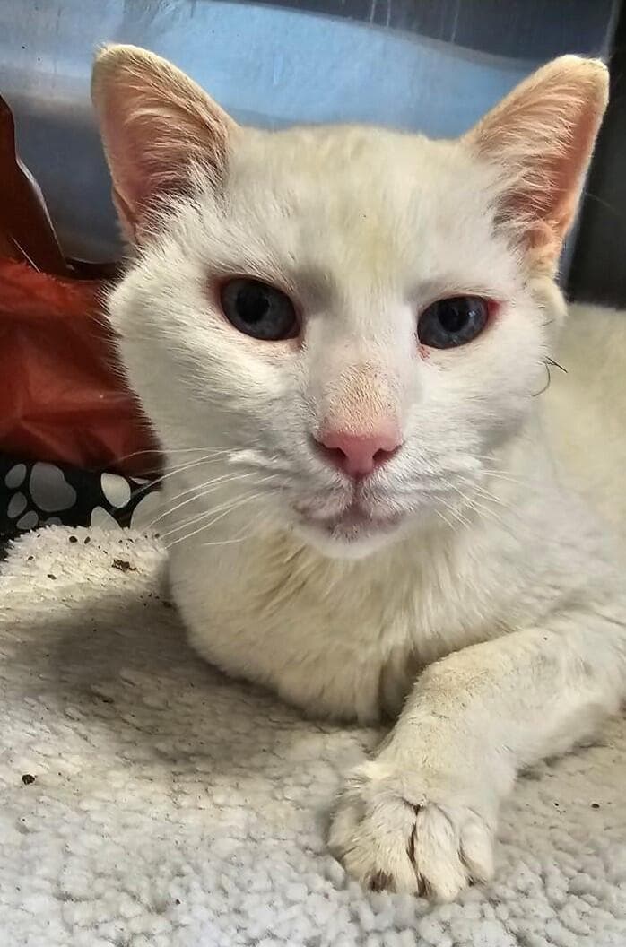 שופי (צילום: באר שבע אוהבת חיות) שופי