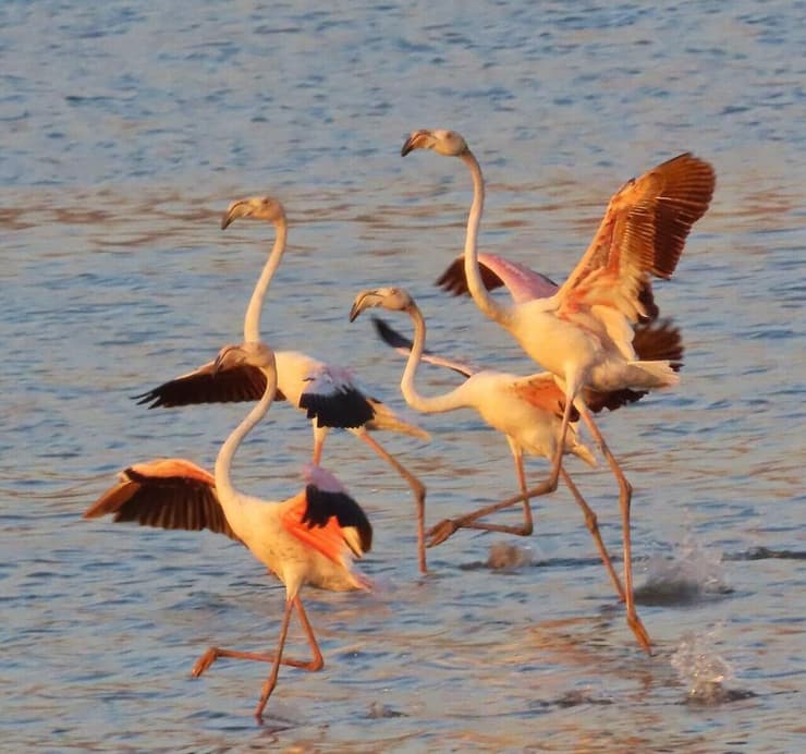 כמה חברים בלהקה שלא המשיכה צפונה