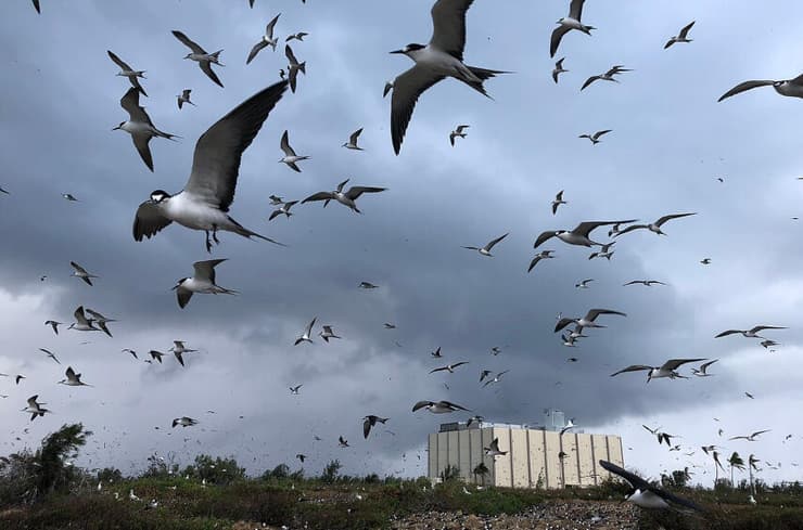 הטילים יחפשו מקום אחר, בינתיים. ציפורי שחפית כהה נוסקות באטול ג'ונסטון (צילום: Eric Baker, FWS, Public Domain) הטילים יחפשו מקום אחר, בינתיים. ציפורי שחפית כהה נוסקות באטול ג'ונסטון