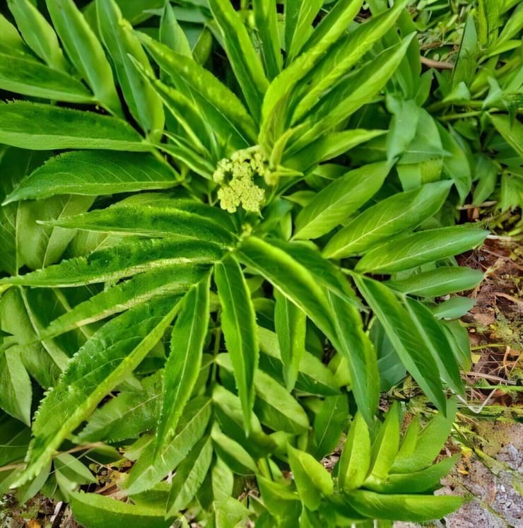 צמח היחנון (הלבורוס) ששימש כצמח לריפוי מגוון בעיות רפואיות