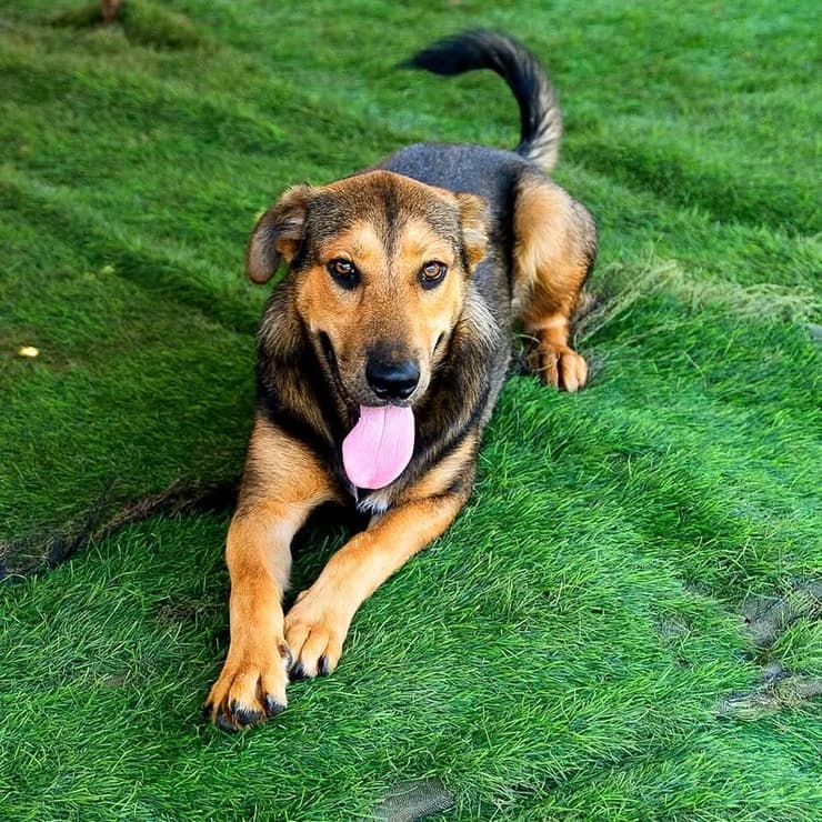 ג'וני (צילום: גל קפיטולניק) ג'וני