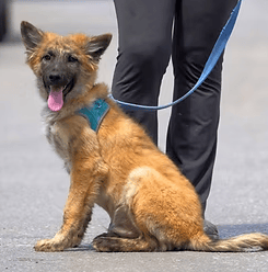 קפטן (צילום: צער בעלי חיים רמת גן והסביבה) קפטן
