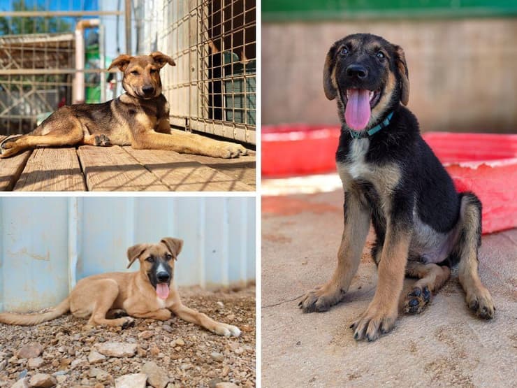 מרלו, פסטו וצ'דר (צילום: עמותת כלבלאב) מרלו, פסטו וצ'דר