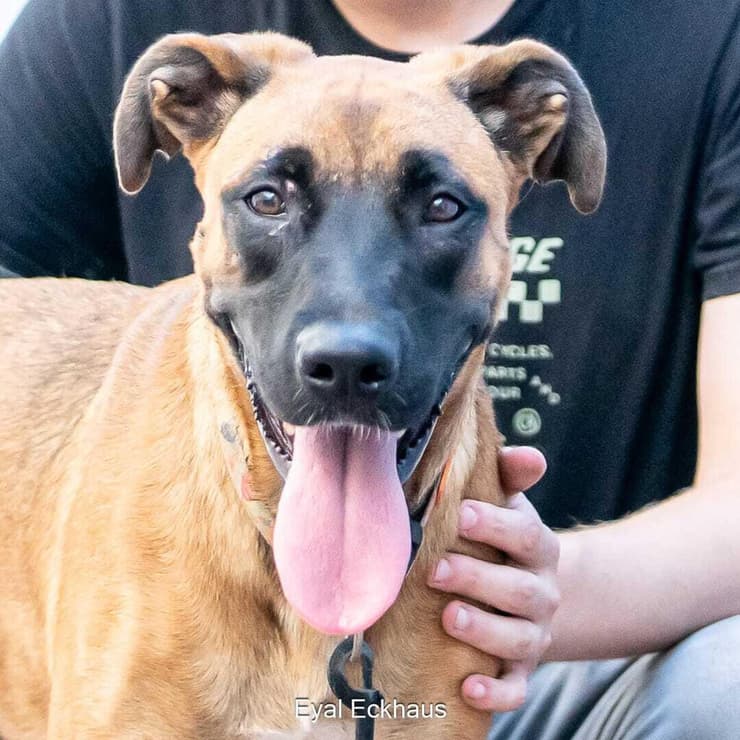 אוויטה (צילום: אייל אקהאוס) אוויטה