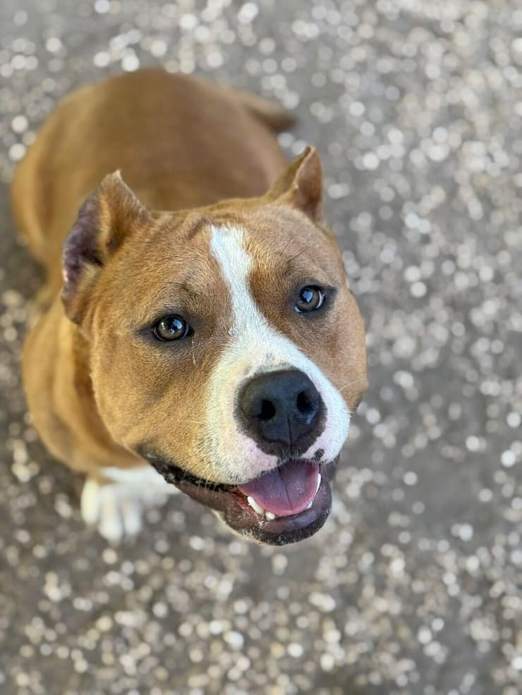 בלה (צילום: גלבוע אוהבת חיות) בלה