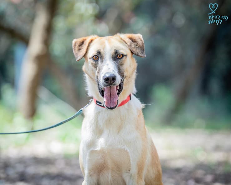 צור (צילום: תנו לחיות לחיות) צור