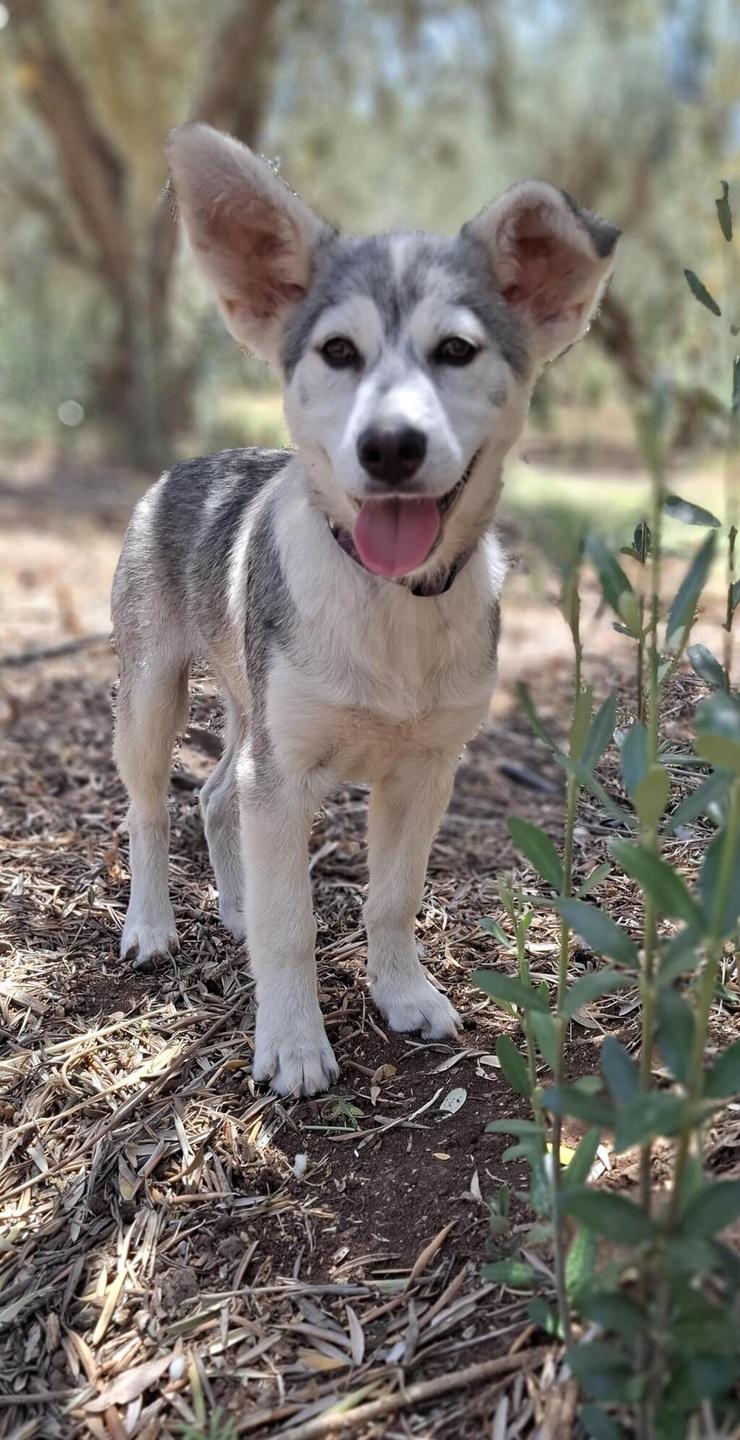 מורי (צילום: עמותת החיות ואנחנו) מורי
