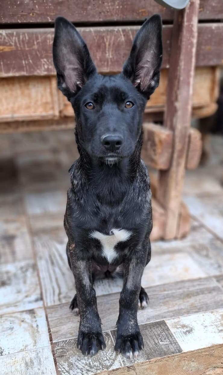 אנג'י (צילום: עמותת החיות ואנחנו) אנג'י