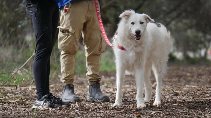 ביידן (צילום: תנו לחיות לחיות) ביידן