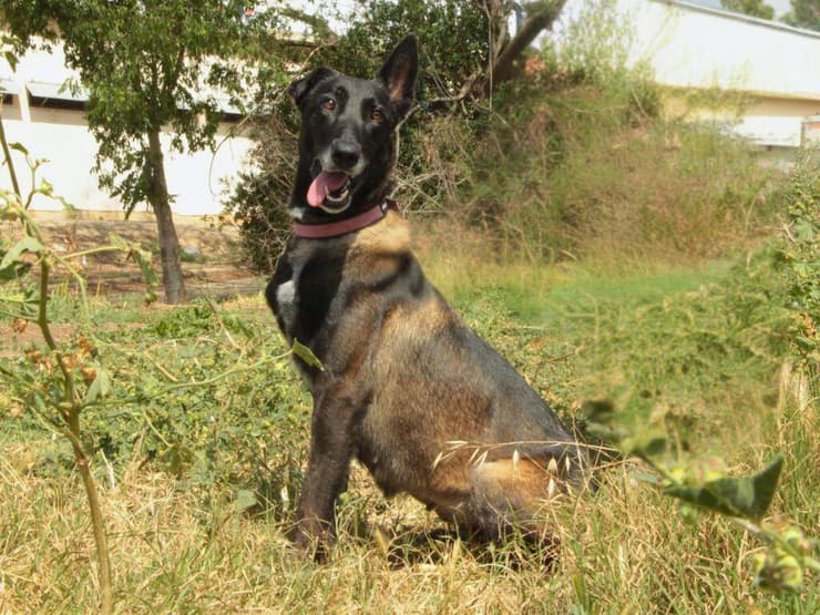ג'יין (צילום: עמותת כלבלאב) ג'יין