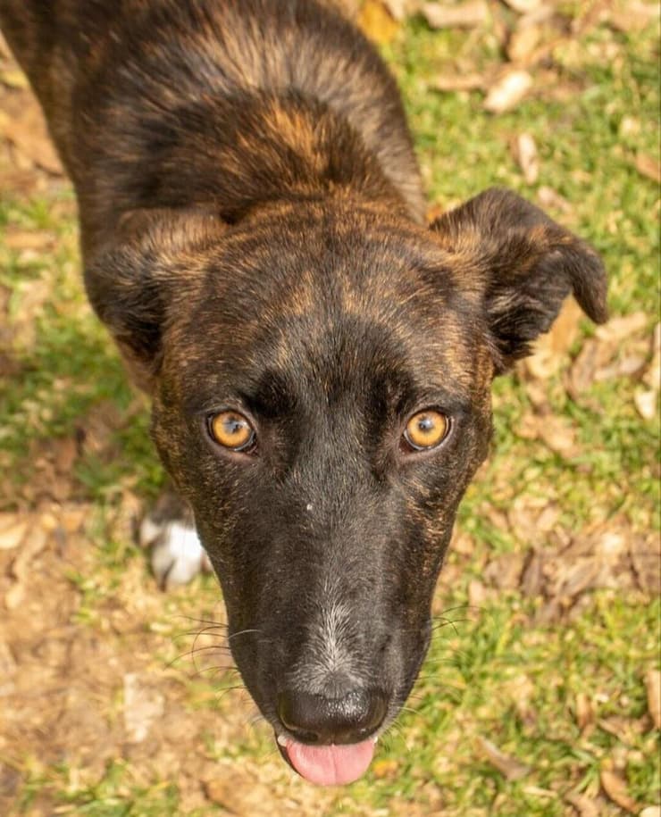 פלאפל (צילום: אביב פרופסורסקי) פלאפל