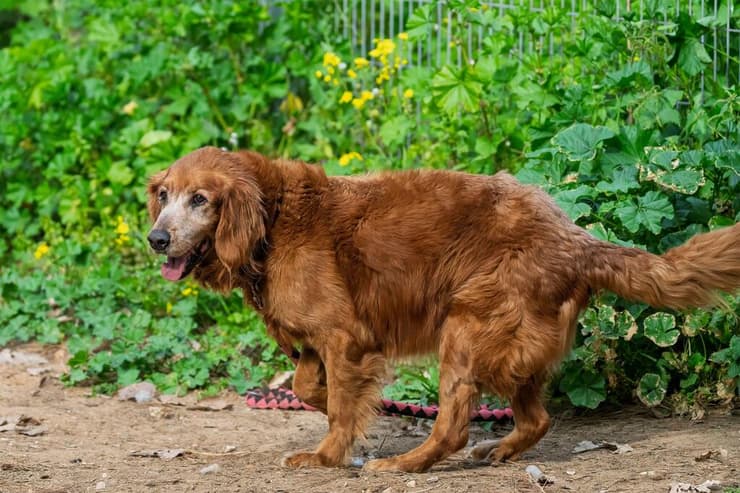 ג'ימי (צילום: רבקה מזרחי) ג'ימי