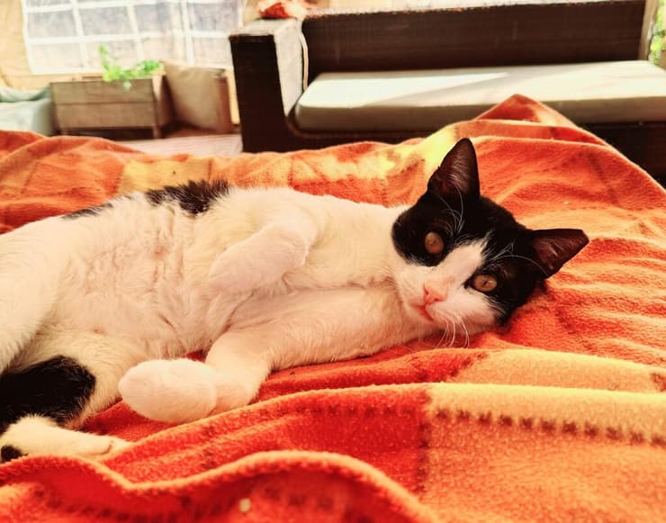 מישמיש (צילום: עמותת כפר החתולים) מישמיש