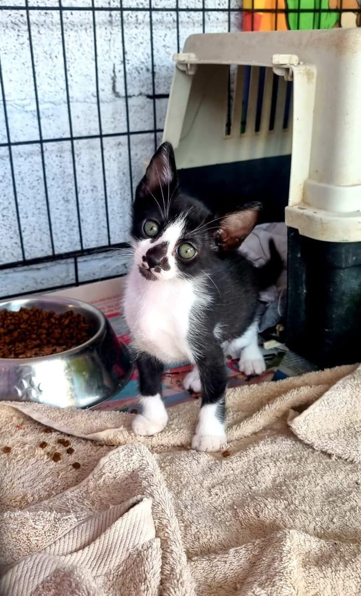 צ'רי (צילום: עמותת כפר החתולים) צ'רי