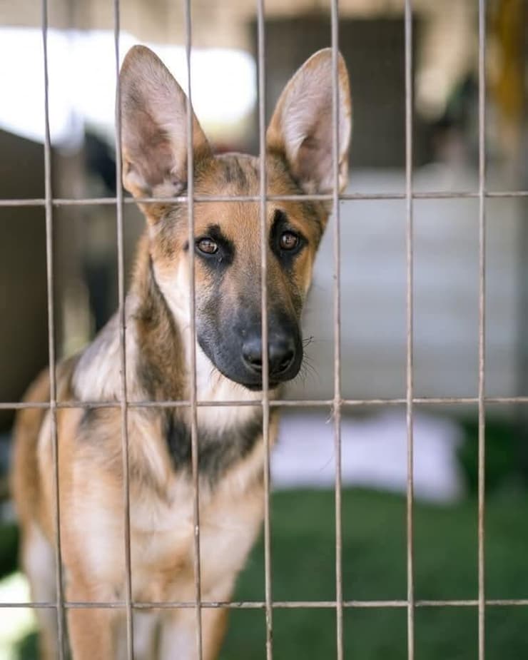 הוגו (צילום: גל קפיטולניק) הוגו
