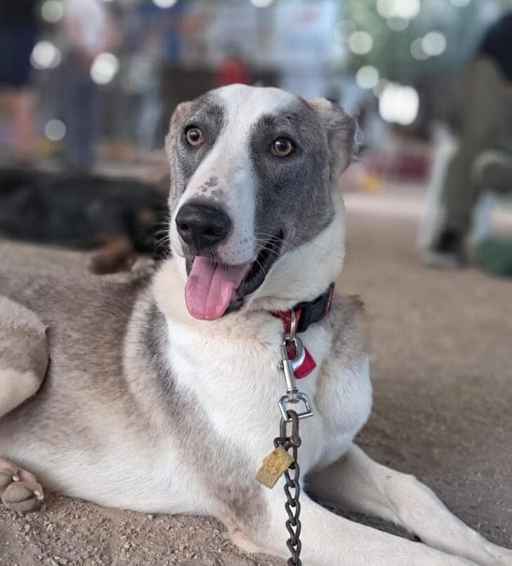 לאקי (צילום: עמותת S.O.S חיות) לאקי