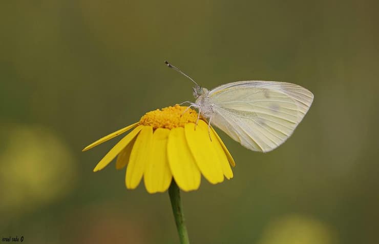 לבנין הצנון