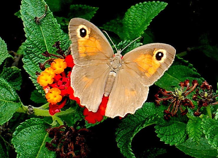 סטירית פקוחה