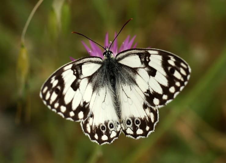 אביבית משוישת