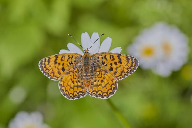 כתמית אריאל