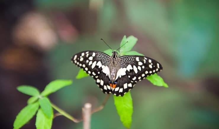 זנס-סנונית הלימון