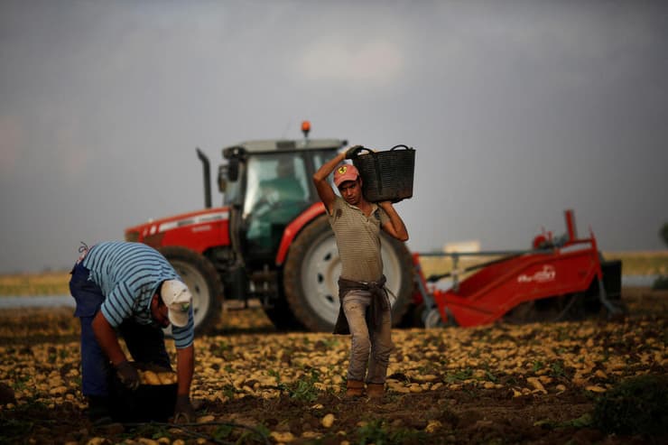 מהגרים עובדים בחקלאות במחוז מורסיה ב ספרד