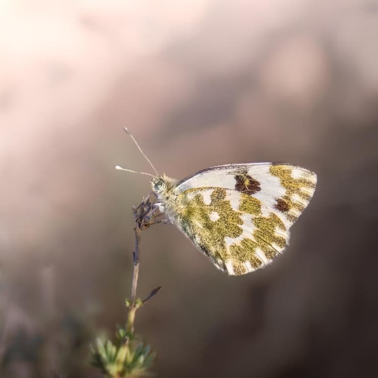 לבנין הרכפה