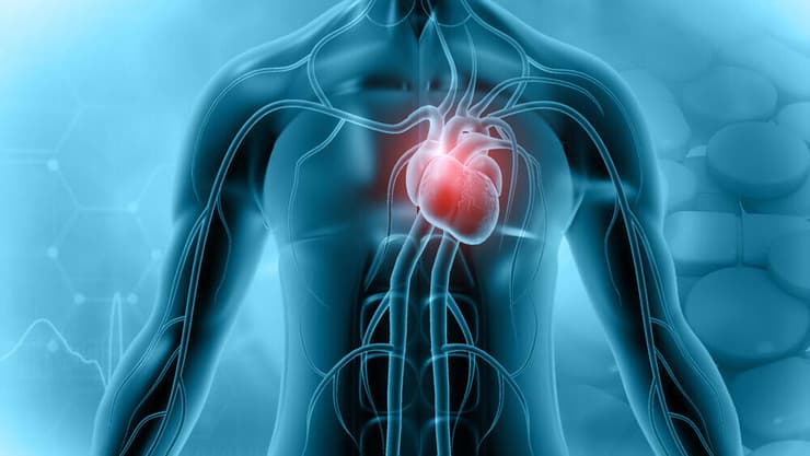 מערכת העצבים והלב