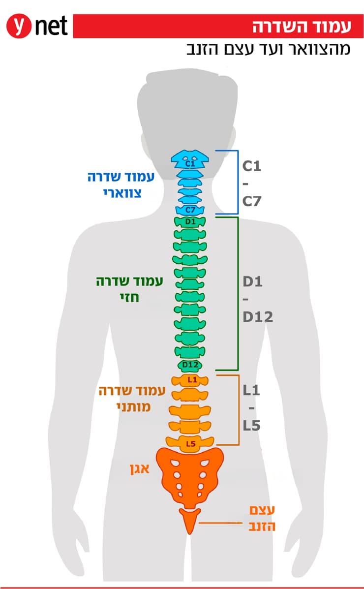 עמוד השדרה אינפו